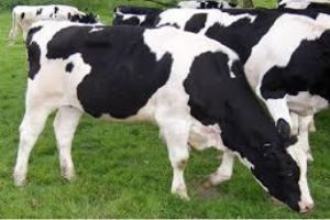 الزراعة تؤكد: لا جائحة مرضية في قطيع الأبقار بسورية