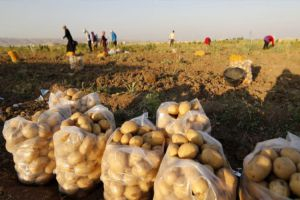 المزارعون قلقون من تدني أسعار البطاطا 