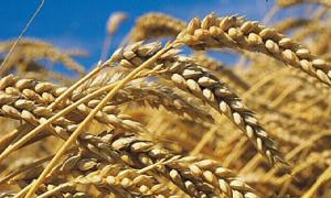الزراعة: سعر القمح القاسي أعلى من القمح الطري
