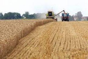 إنتاج حماة من القمح لن يتجاوز  110 آلاف طن هذا العام 