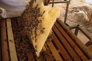 تراجع تربية النحل بشكل ملحوظ في سورية لهذه الأسباب