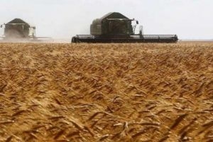  سورية تشتري 3 ملايين طن من القمح الروسي 