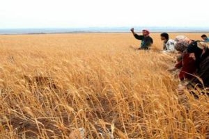 الفلاحون يشتكون: التكاليف المحددة من وزارة الزراعة لإنتاج محاصيل القمح والشعير أقل من الواقع بكثير 