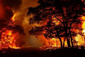  سيناريو مكرر.. حريق ضخم يأتي على 20 كم من غابات حمص 