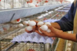 سورية تستعد لتصدير البيض إلى قطر وعُمان والعراق