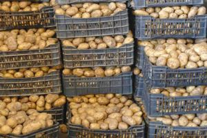 الحكومة توافق على استيراد 25 ألف طن من البطاطا