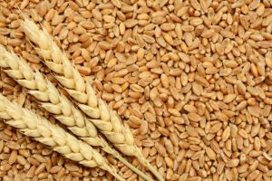  مؤسسة الحبوب تشتري 900 ألف طن من القمح