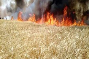 في يوم واحد.. الحرائق تتلف حوالي ٢٤ ألف دونم في محافظة الحسكة