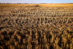 وفق الخطة الانتاجية لزراعة الموسم القادم: سورية تحتاج لـ 363 ألف طن من بذار القمح