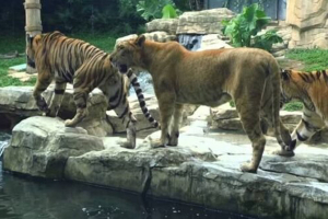 حيوانات «حديقة دمشق» هرمة ولا تصلح للتكاثر.. قريباً: حديقة حيوان «عالمية» بأعداد كبيرة وفتيّة في سوريا
