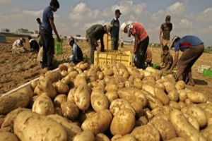 سورية تتجه لتصدير فائض إنتاجها من البطاطا
