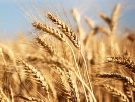 الأردن يطرح مناقصة لشراء  120 طن من القمح