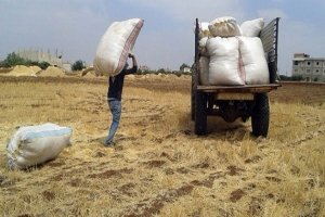 أزمة الأعلاف في سوريا: توقف المجففات يهدد الثروة الحيوانية ويزيد الاعتماد على الاستيراد