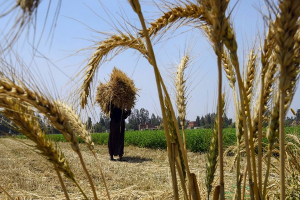 سوريا: زراعة القمح في سهل الغاب تتراجع 83% وسط الجفاف وارتفاع تكاليف الإنتاج