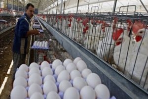 الدواجن تبدأ بتصدير البيض إلى العراق بمعدل 3 آلاف صندوق 
