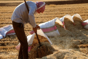 في سوريا  العلف أغلى من الماشية والمربّون في مأزق