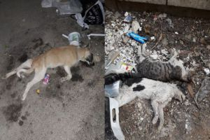 المنظمة السورية لإنقاد الحيوانات تطالب بمعاقبة من سمم الكلاب والقطط في شوارع دمشق