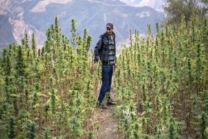 المغرب العربي يرخص زراعة القنب الهندي