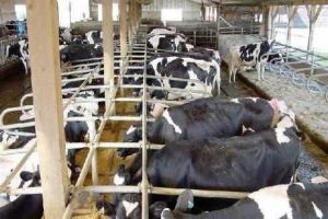 أسعار مشتقات الحليب ترتفع ..وسورية تستورد الألبان والأبقار مع أنها تملك 1.2 مليون رأس!