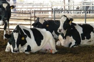 المصرف الزراعي يبيع 949 رأساً من بكاكير الأبقار المستوردة 