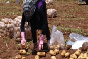 وزارة الزراعة: الأمطار رفعت أسعار البطاطا..ونسبة زراعة القمح بلغت 54%