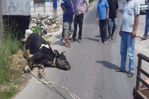 طرطوس.. الأبقار تموت في الشوارع بسبب الجدري 
