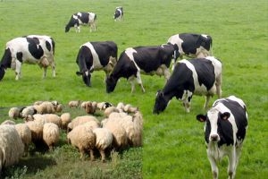 نقابة الأطباء البيطريين: ضرورة إنشاء مراكز متطورة لتحسين الأبقار والأغنام 