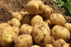 وزارة الاقتصاد تصدر تعليمات تنفيذية لاستيراد البطاطا من 4 دول