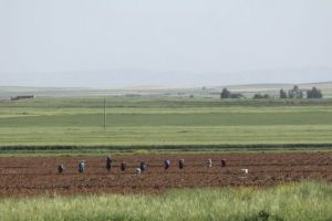من منطقة الغاب.. الحكومة السورية تطلق خطة زراعية إسعافية لمواجهة العقوبات