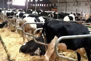 المصرف الزراعي يعلن عن مناقصة لاستيراد أكثر من 5 آلاف رأس من الأبقار