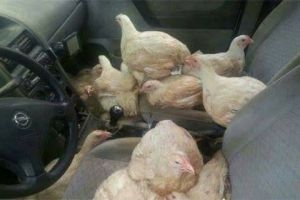 الجمارك ترى 10 دجاجات و لا ترى عشر جمال..!؟ 