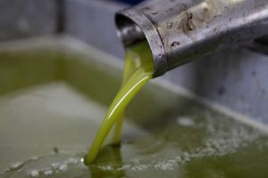 هيئة دعم الإنتاج المحلي توافق على تشميل صادرات الزيتون وزيت الزيتون ببرنامج حوافز التصدير