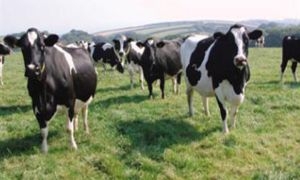 وزارة الزراعة توافق على استيراد أنواع جديدة من الأبقار لمدة عامين