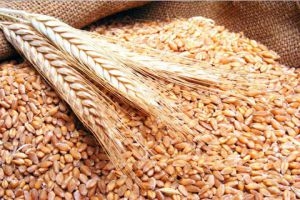 حصاد القمح في سورية بلغ نحو 70 ألف هكتار لغاية الآن