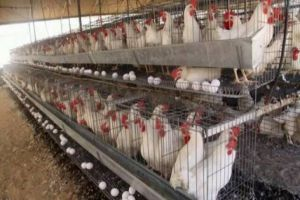 انقطاع الكهرباء ونقص المازوت يهددان بنفوق قطعان الدجاج في سورية