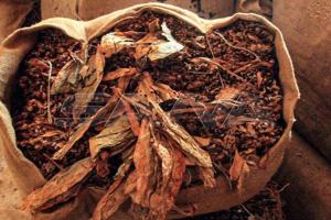 زراعة التبغ في طرطوس مهددة بالزوال.. تسعيرة الحكومة أقل من السوق بـ10 أضعاف!