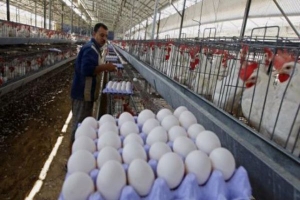 أسعار البيض إلى ارتفاع.. نتيجة الخسائر المتلاحقة للمربين