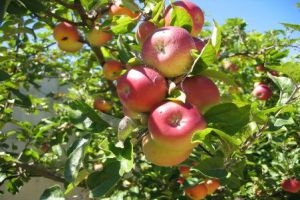 وزير التجارة: أخطاء متراكمة ومشاكل عديدة تواجه تسويق التفاح
