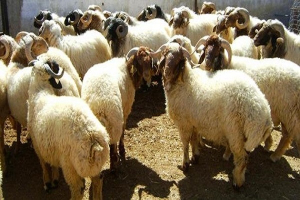 تصدير أكثر من 38 ألف رأس من أغنام العواس والماعز الجبلي... مسؤول يوضح: سمحنا بالتصدير لرفد الخزينة