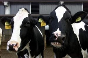 كشتو: إنتاج الأبقار الهولندية المستوردة لسورية يبلغ 50 كغ من الحليب يومياً للواحدة