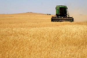 سوريا : توقعات بإنتاج نحو 750 ألف طن من القمح...مسؤول يتوقع تسويق نحو 300 ألف طن