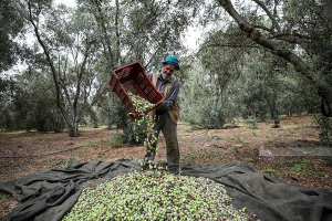 في الوقت الذي تواجه فيه أوروبا خطر النفاذ.. فلسطين تنتج 10 آلاف طن من الزيتون 