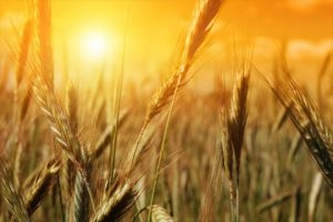 دراسة حكومية: إنتاج القمح تراجع 9,2% سنوياً والثروة الحيوانية لم تعوض ما خسرته