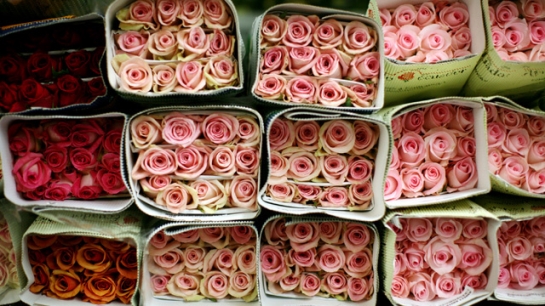 روسيا تمنع دخول شحنات من الورود من هولندا لإصابتها بآفات نباتية