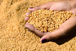 طرح مناقصة جديدة لشراء 200 ألف طن من القمح
