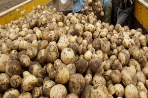 مصر تتلقى طلبات لتصدير كميات كبيرة من البصل والبطاطا إلى سوريا وتركيا 