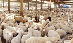 وزارة الزراعة: 100 مليون ليرة لدعم الثروة الحيوانية ..و313 ألف رأس غنم تم تصديرهم في 3أشهر