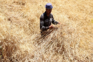 ورشة القمح السورية: أبحاث علمية تقاوم الجفاف وتُنعش الأمن الغذائي 