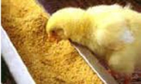 زيادة أسعار الأعلاف ترفع كلفة إنتاج البيضة لخمس ليرات