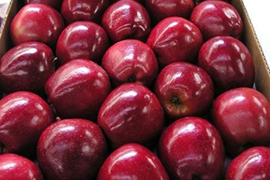 الوزير الغربي: عقد تصديري إلى روسيا يشمل محاصيل زراعية بينها التفاح